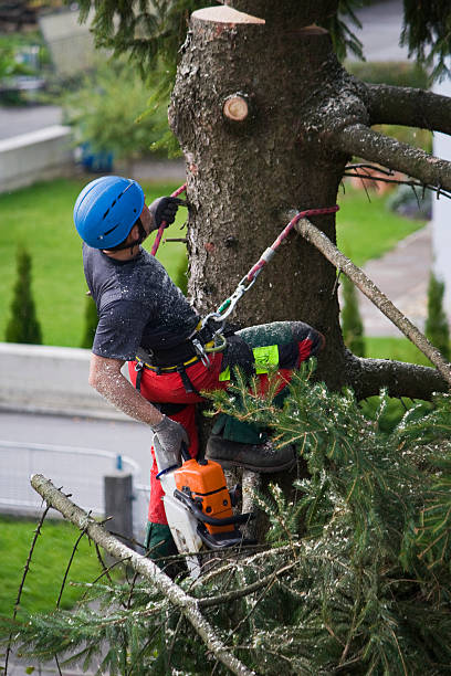 Best Lawn Maintenance Plans  in Hinckley, MN