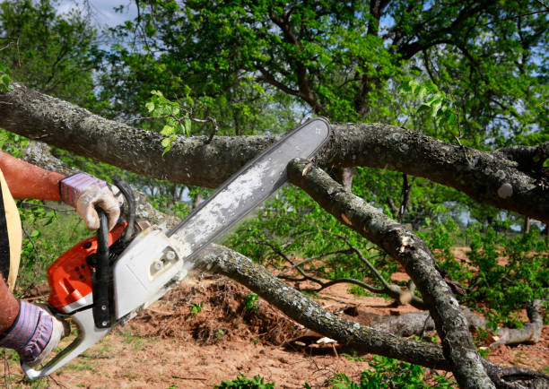 Best Emergency Tree Removal  in Hinckley, MN